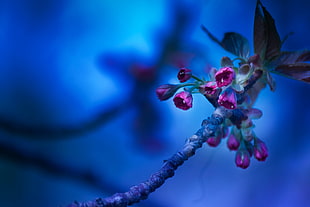 closeup photography of pink flower buds HD wallpaper
